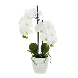 White Orchid in Ceramic Ribbed Pot